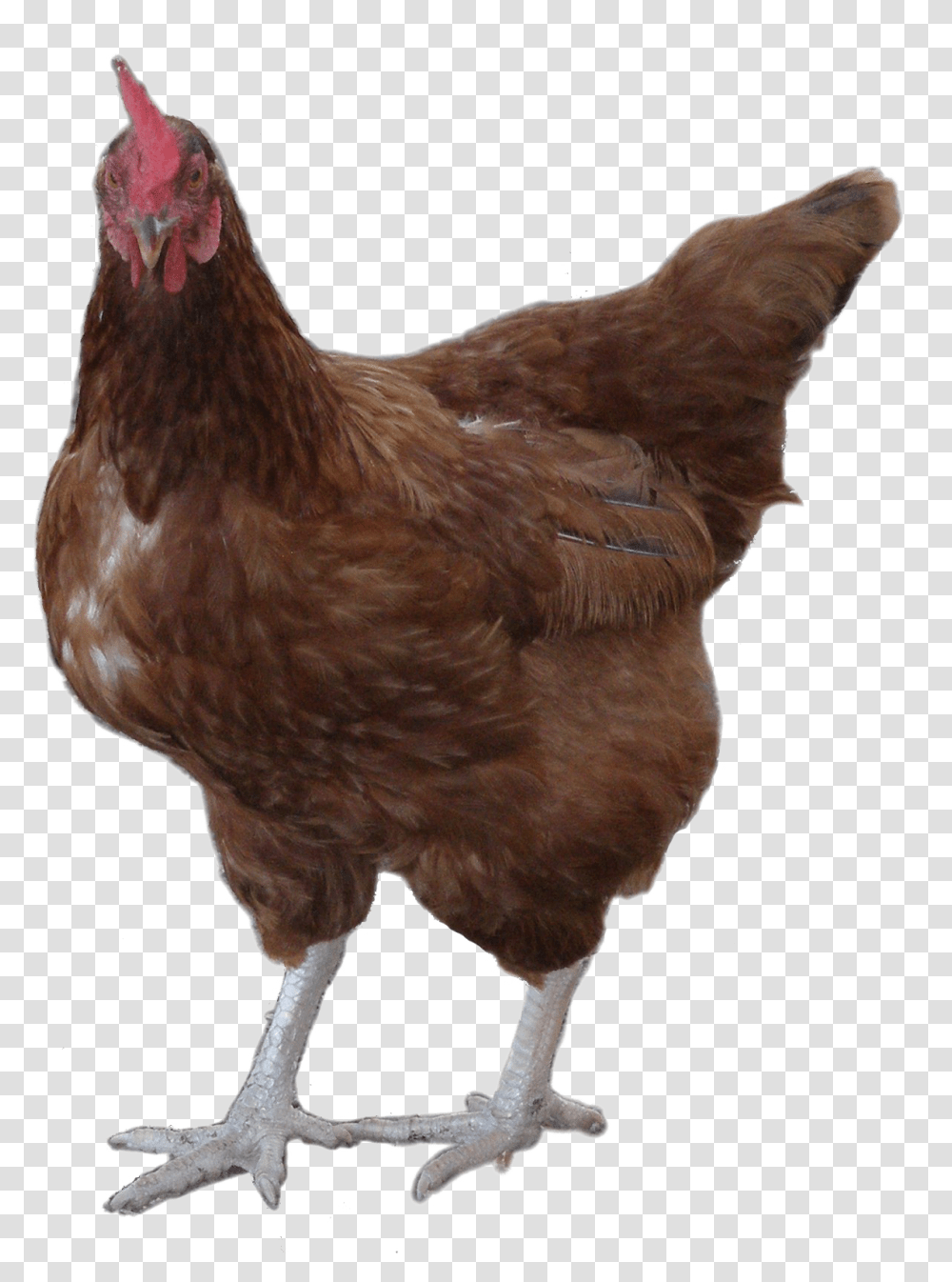 Hd Rooster Image Background Hen, Chicken, Poultry, Fowl, Bird Transparent Png