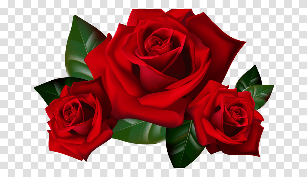Hd Rose Hd Rose Images, Flower, Plant, Blossom, Petal Transparent Png