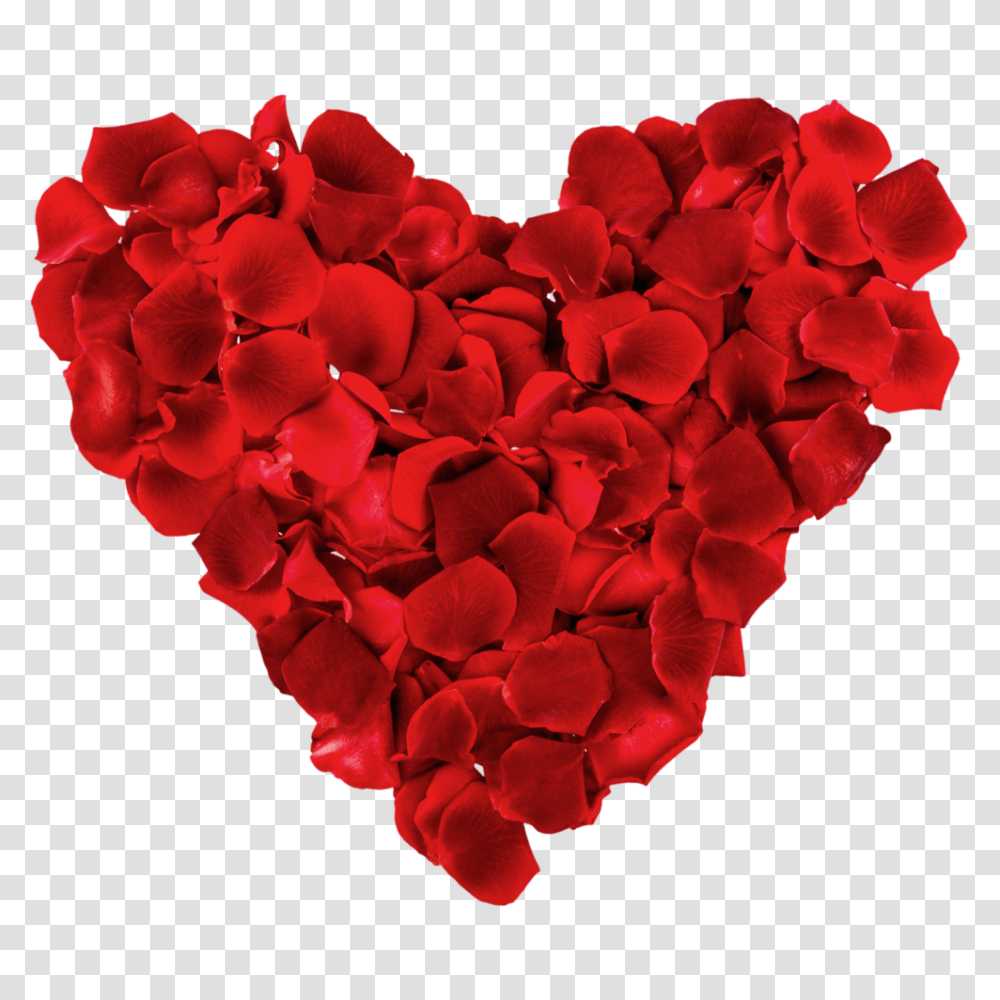 Hd Rose Petals Rose Love Heart Cartoon Valentines Day Pic 2020, Flower, Plant, Blossom, Geranium Transparent Png