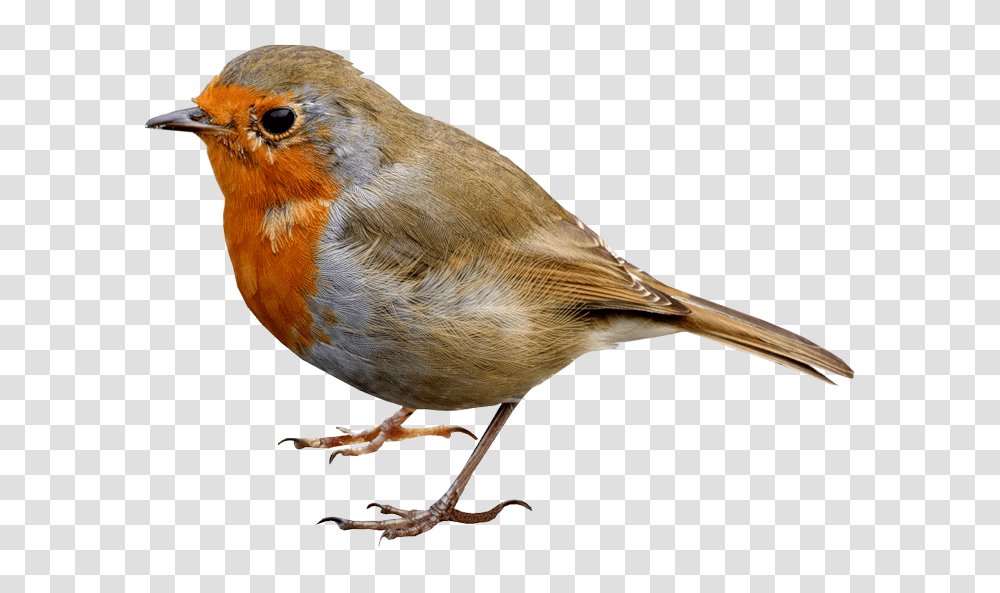 Hd Single Bird Image Robin Bird, Animal, Finch, Jay, Canary Transparent Png