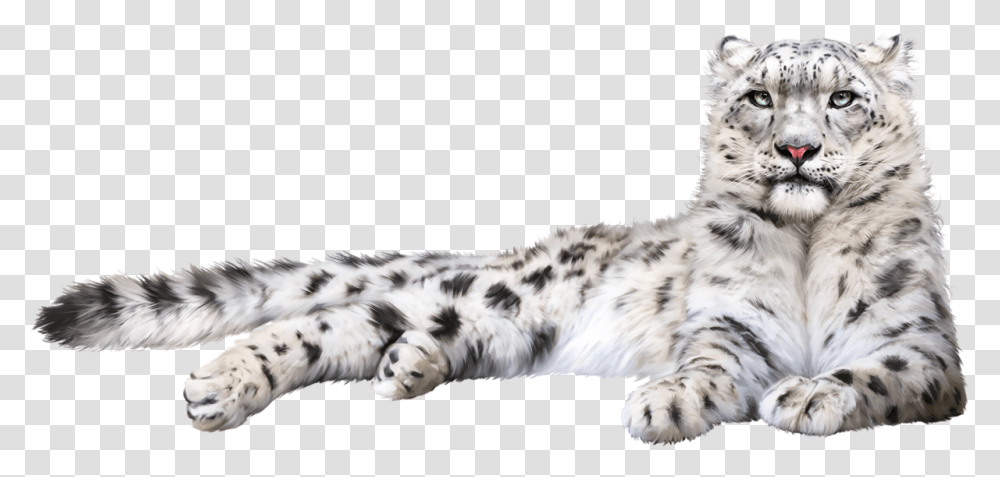 Hd Snow Leopard Download, Tiger, Wildlife, Mammal, Animal Transparent Png
