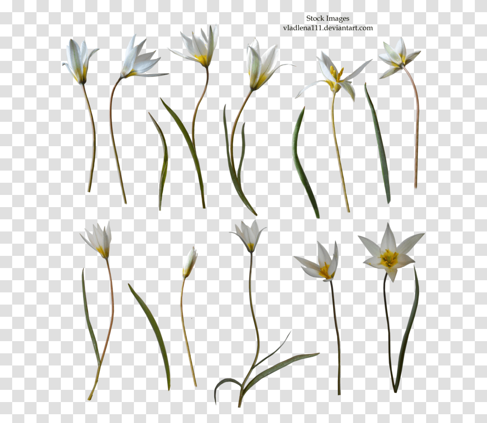 Hd Spring Flowers, Plant, Blossom, Amaryllidaceae, Lily Transparent Png