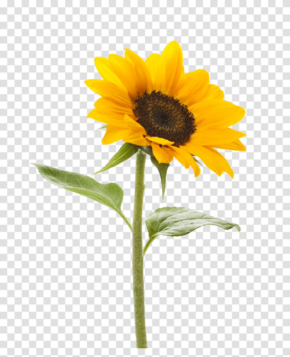 Hd Sunflower Clipart Photos The Cliparts, Plant, Blossom, Honey Bee, Insect Transparent Png