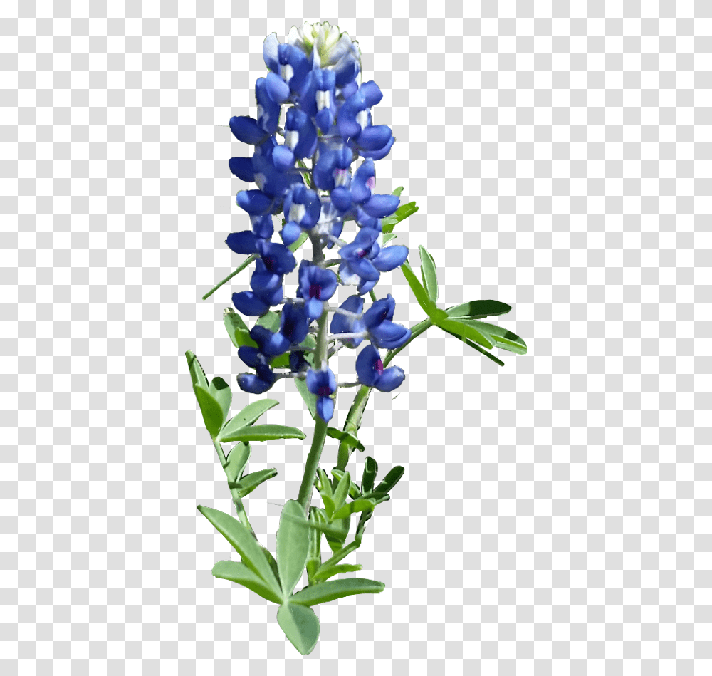 Hd Texas Bluebonnet Bluebonnet, Plant, Flower, Iris, Lupin Transparent Png