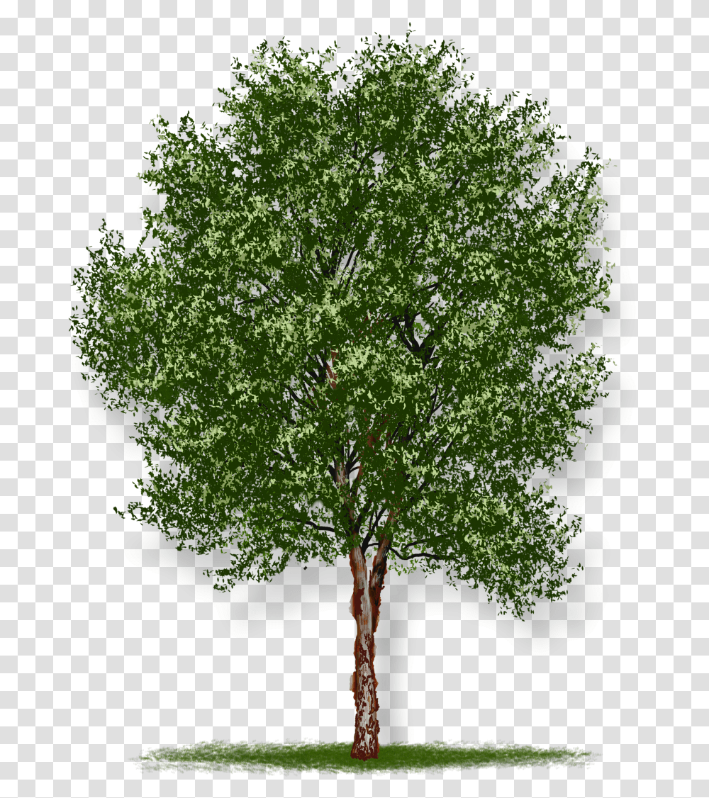 Hd Tree White Background, Plant, Maple, Tree Trunk, Oak Transparent Png