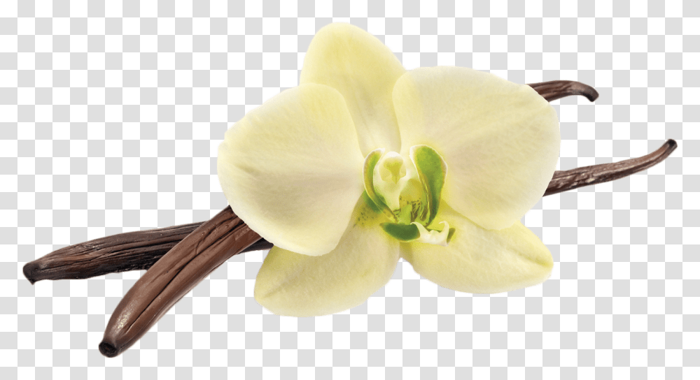 Hd Vanilla Bean Vanilla Flower, Plant, Blossom, Orchid, Bird Transparent Png