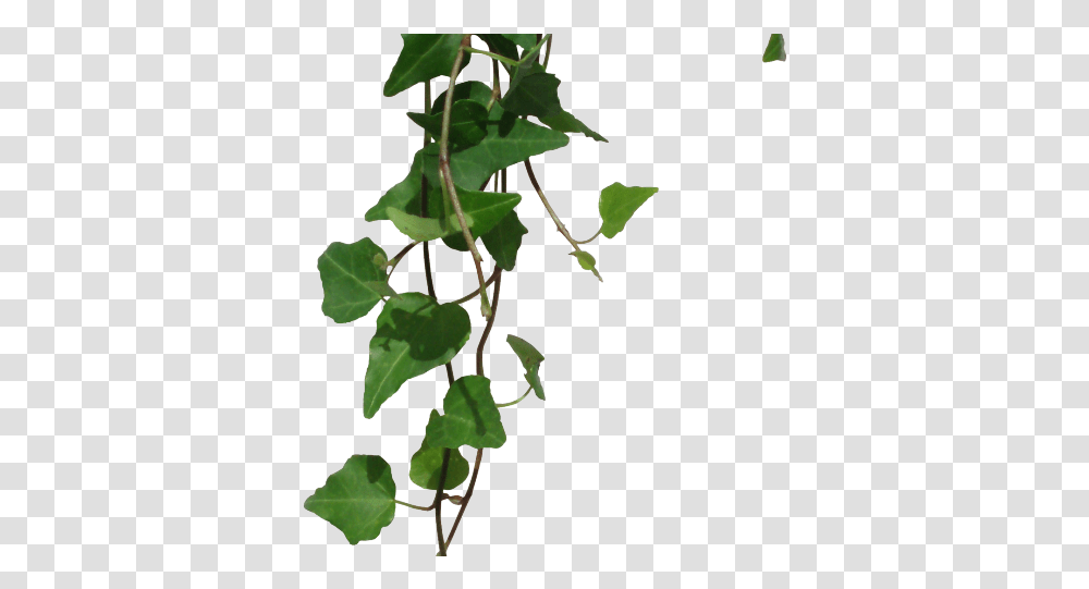 Hd Vines Clipart Background Green Vines, Plant, Leaf, Ivy Transparent Png