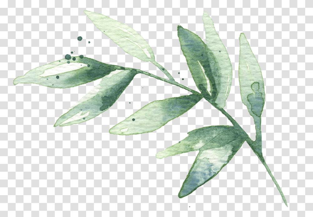 Hd Watercolor Leaves Free Watercolor Green Leaves, Leaf, Plant, Annonaceae, Tree Transparent Png