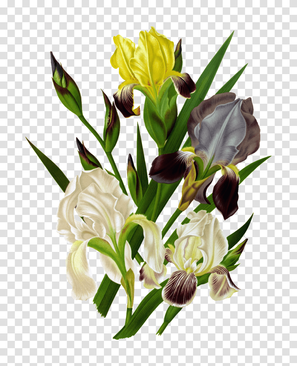 Hd White Orchid Element Design Free Download Vector, Plant, Flower Transparent Png