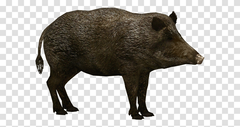 Hd Wild Boar Wild Boar, Hog, Pig, Mammal, Animal Transparent Png