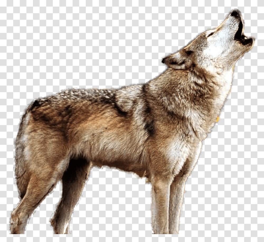 Hd Wolf Wolf Howling, Mammal, Animal, Coyote, Red Wolf Transparent Png