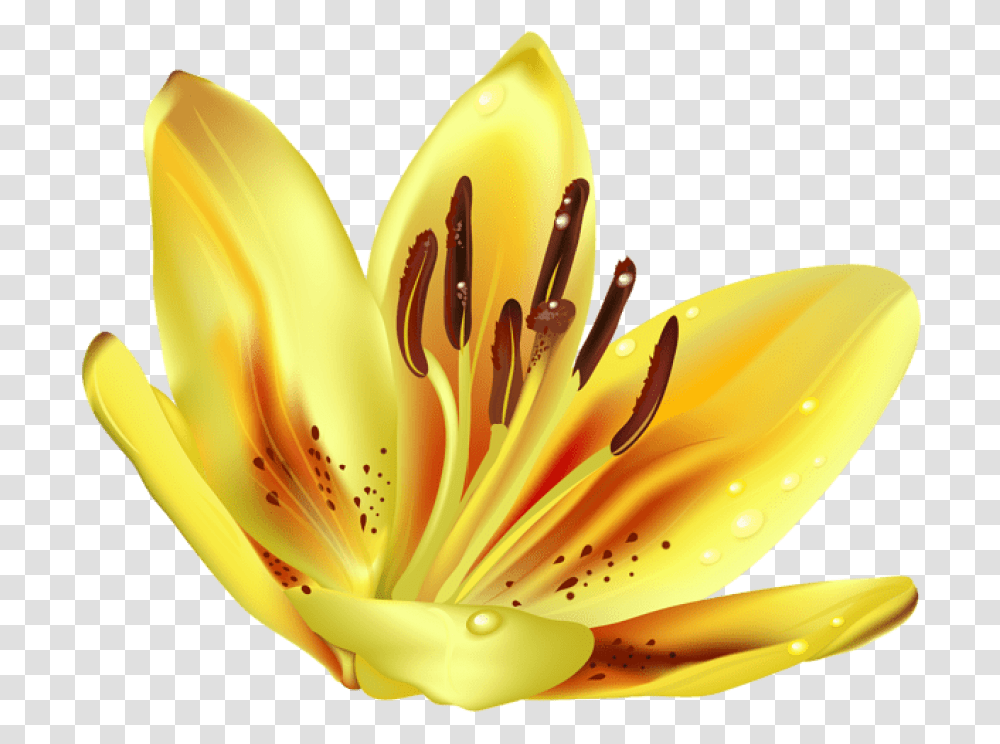 Hd Yellow Background Tiger Lily, Banana, Fruit, Plant, Food Transparent Png