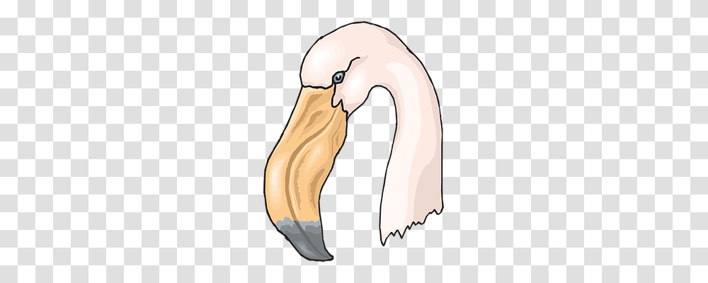 Head Animals, Beak, Bird, Helmet Transparent Png