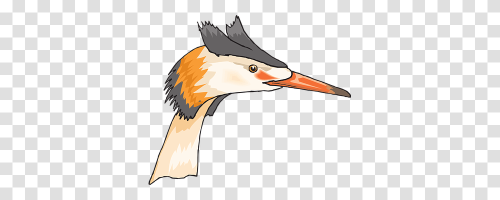 Head Animals, Beak, Bird, Pelican Transparent Png