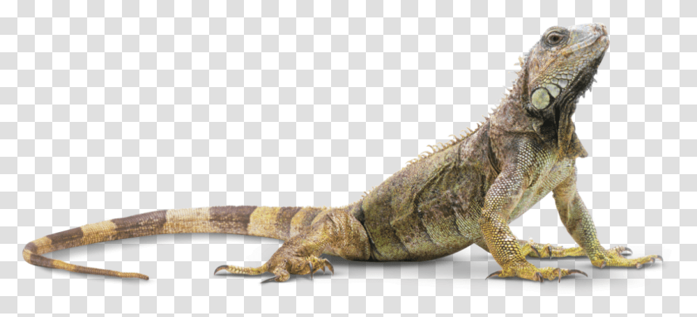 Head Clipart Iguana Reptile, Lizard, Animal, Snake Transparent Png