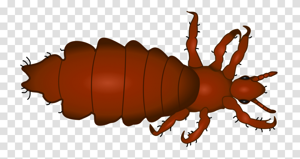 Head Louse Insect Head Lice Infestation Therapy, Invertebrate, Animal, Flea, Cockroach Transparent Png