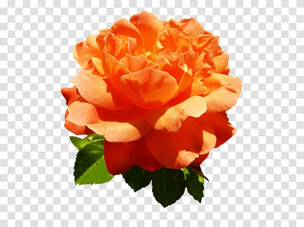 Head Of Orange Rose Flower Orange Rose Flower, Plant, Blossom, Petal, Carnation Transparent Png
