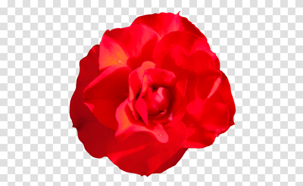 Head Of Singel Red Red Rose Rose Head, Flower, Plant, Blossom, Geranium Transparent Png