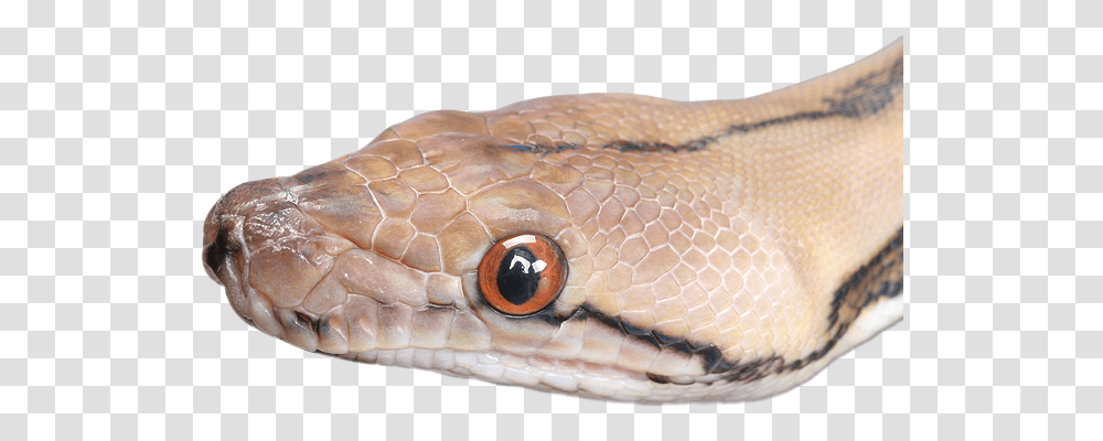 Head, Reptile, Animal, Snake, Turtle Transparent Png