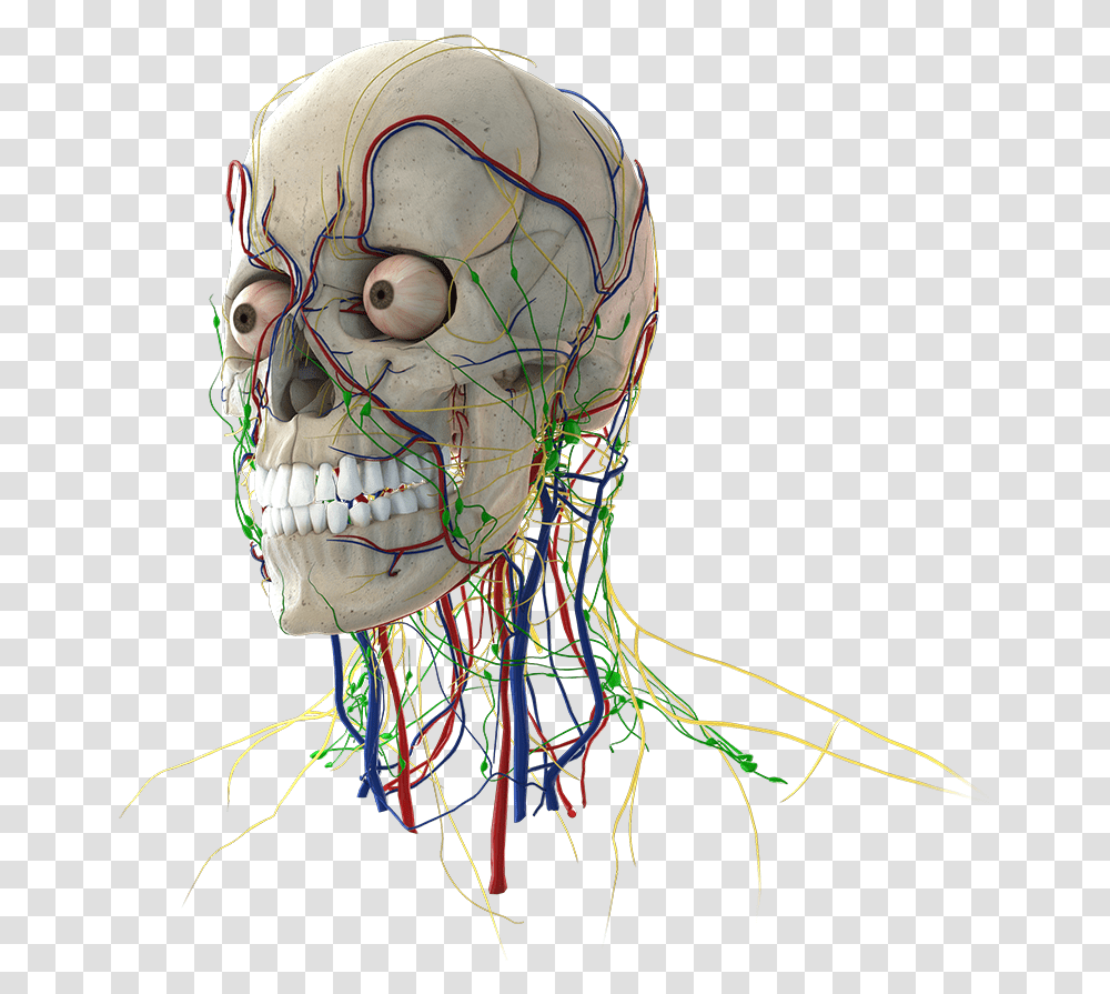 Head Skull, Helmet, Apparel Transparent Png