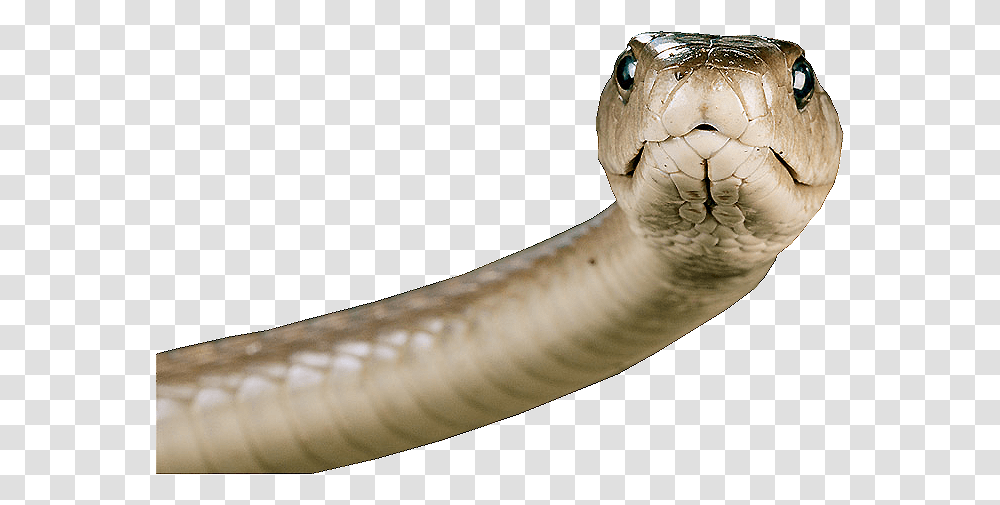 Head Snake Snake Head, Cobra, Reptile, Animal Transparent Png