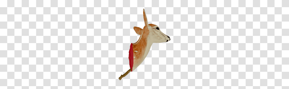 Head Trophy, Wildlife, Animal, Mammal, Antelope Transparent Png