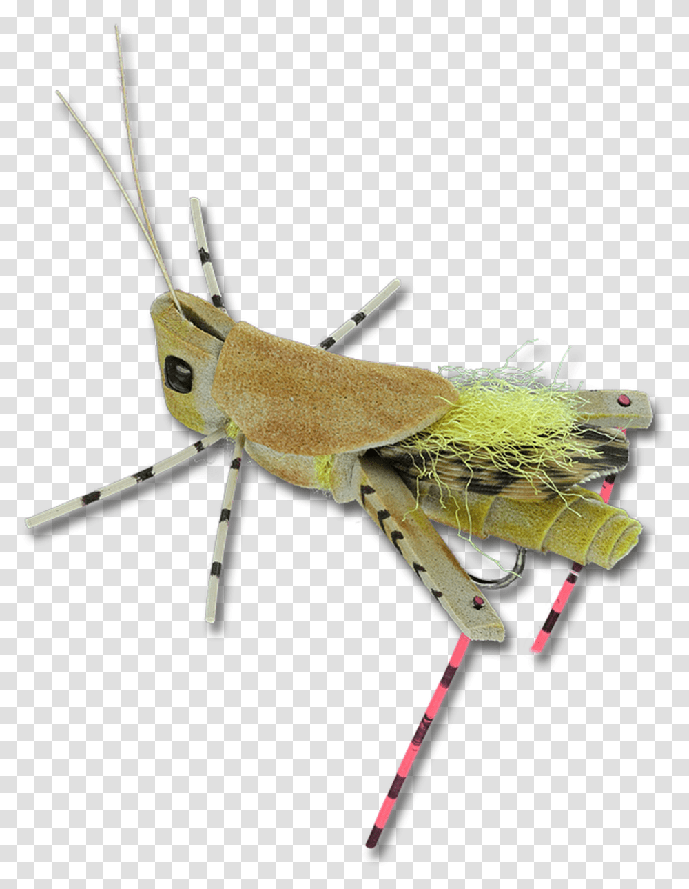 Head Turner Hopper Grasshopper, Insect, Invertebrate, Animal, Grasshoper Transparent Png