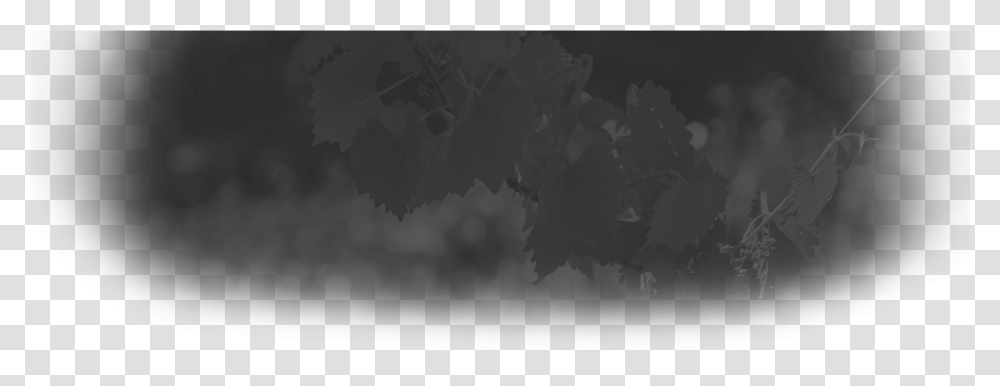 Header Background Monochrome Monochrome, Leaf, Plant, Tree, Fog Transparent Png