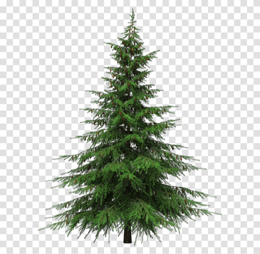 Healing Benefits Of Your Christmas Tree Pine Tree Clear Background, Ornament, Plant, Conifer, Fir Transparent Png