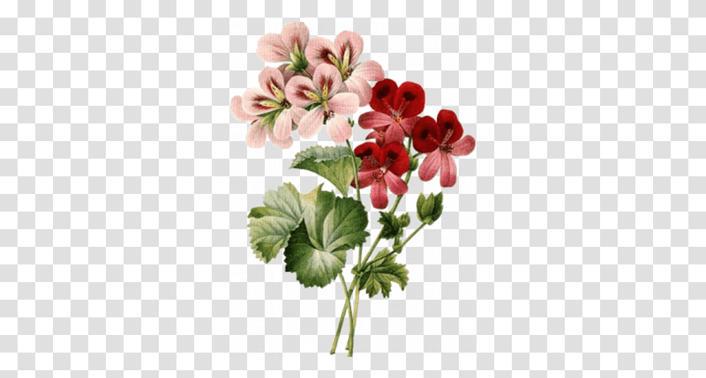 Healing Hope For Today & Tomorrow Vintage Flower Illustrations, Plant, Geranium, Anther, Petal Transparent Png