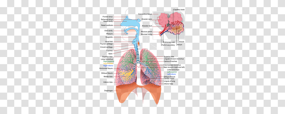 Health Technology, Diagram, Plot, X-Ray Transparent Png