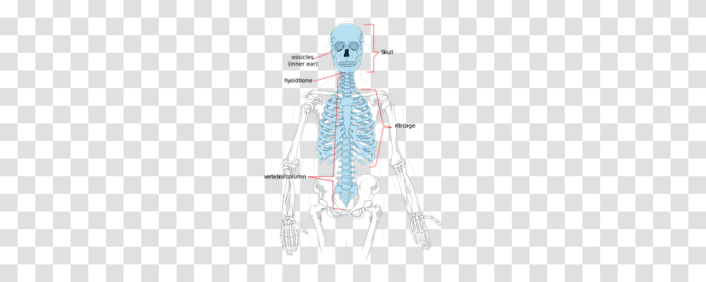 Health Technology, Skeleton, X-Ray, Medical Imaging X-Ray Film Transparent Png