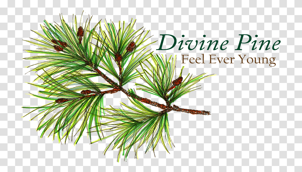 Health Benefits Divinepine Two Needle Pinyon Pine, Tree, Plant, Conifer, Fir Transparent Png