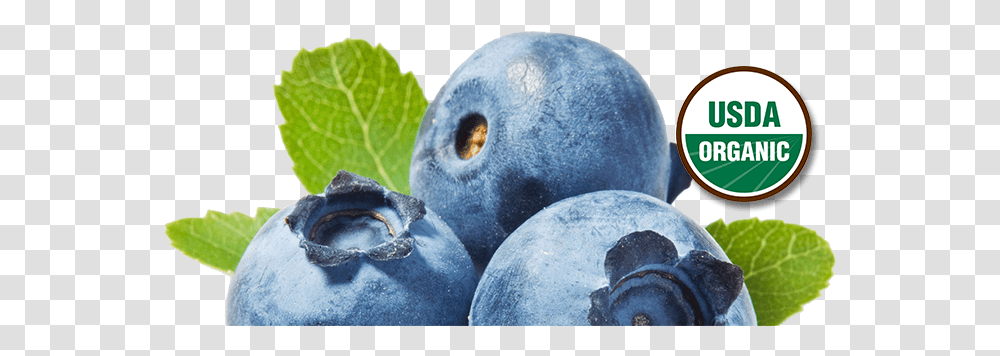 Health - Brushcreek Berries Drawing Blueberry Background, Plant, Fruit, Food Transparent Png