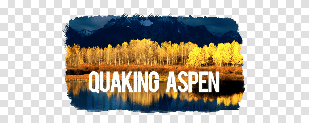 Healthcare Needs A Quaking Aspen Quaking Aspen Utah State Tree, Panoramic, Landscape, Scenery, Outdoors Transparent Png