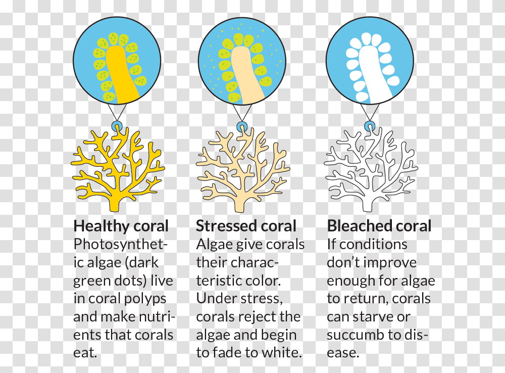 Healthy Coral Stressed Coral Bleached Coral, Flyer, Poster, Paper, Advertisement Transparent Png