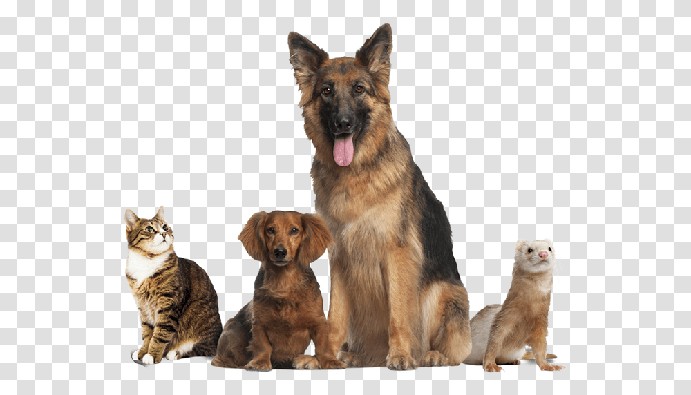 Healthy Happy Animals, Dog, Pet, Canine, Mammal Transparent Png
