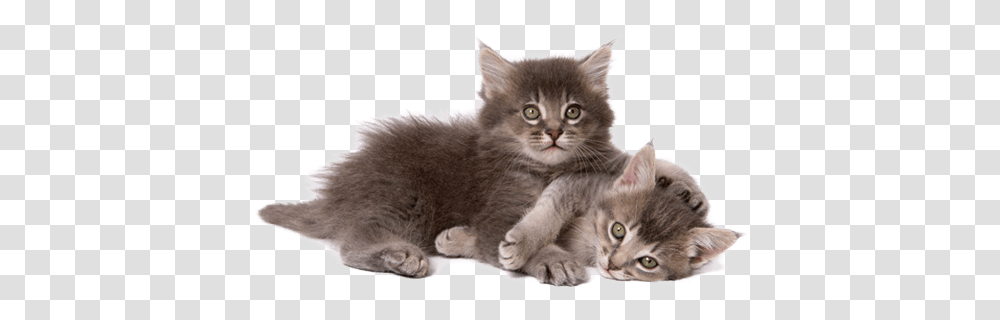 Healthy Kitten Guide Cat And Kittens, Pet, Mammal, Animal, Manx Transparent Png