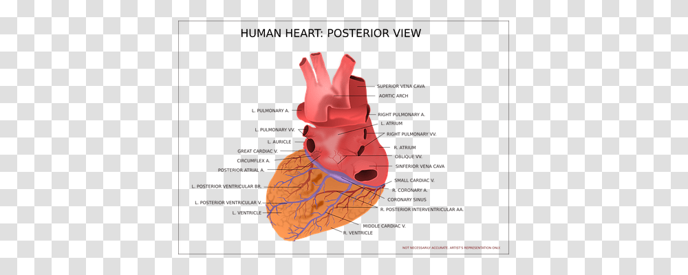 Heart Technology, Plot, Diagram Transparent Png