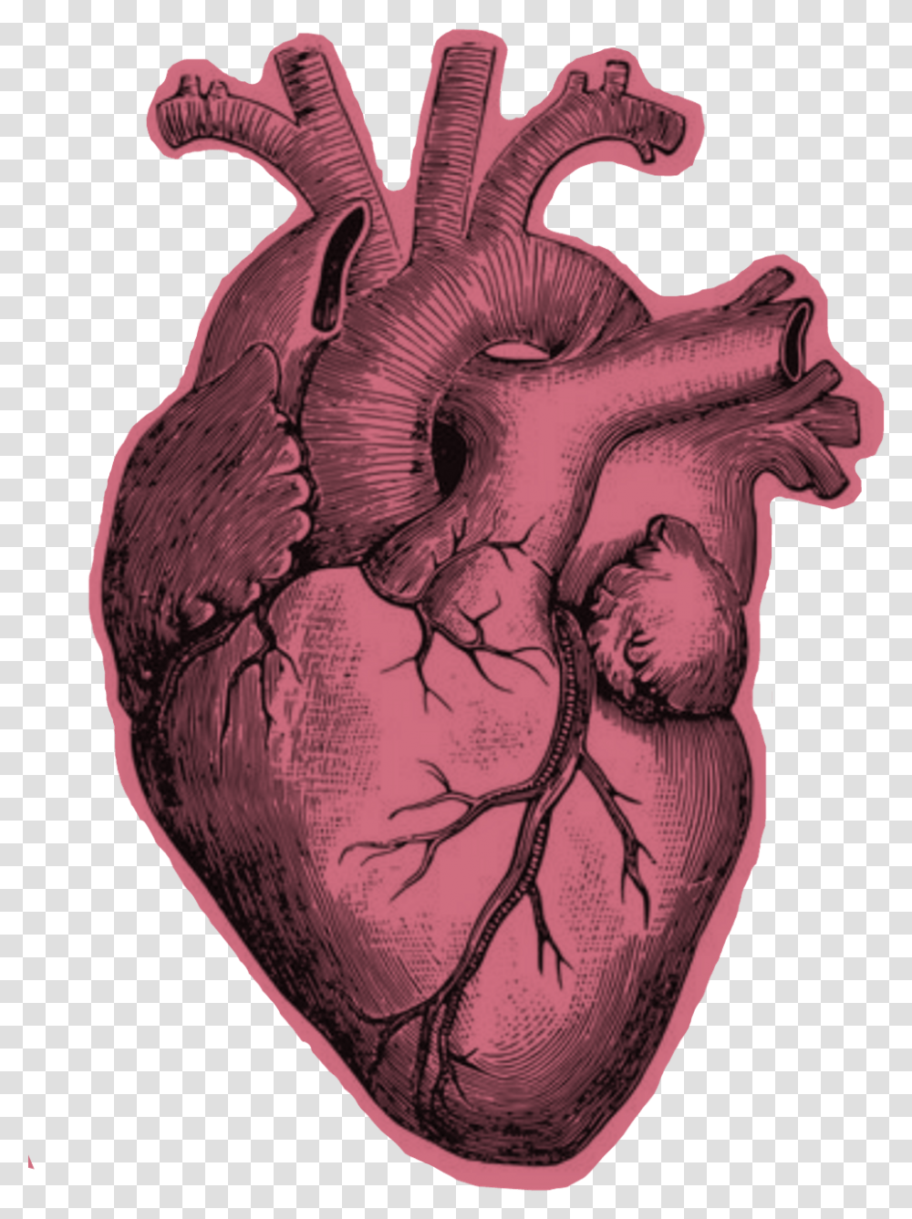 Heart Anatomy Black And White Real Heart Drawing Pencil, Skin, Tattoo, Soil, Torso Transparent Png
