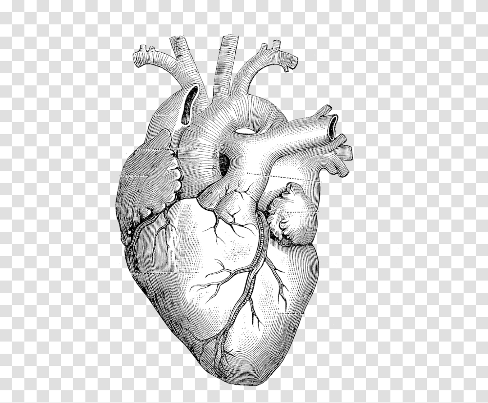 Heart Anatomy Drawing, Animal, Mammal, Figurine, Photography Transparent Png