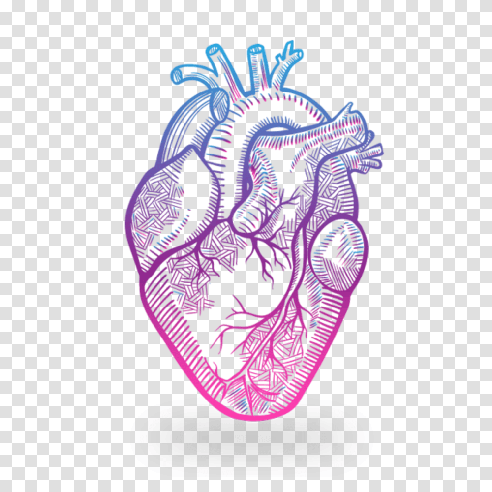 Heart Anatomy Drawing Nehru Love Garden Transparent Png
