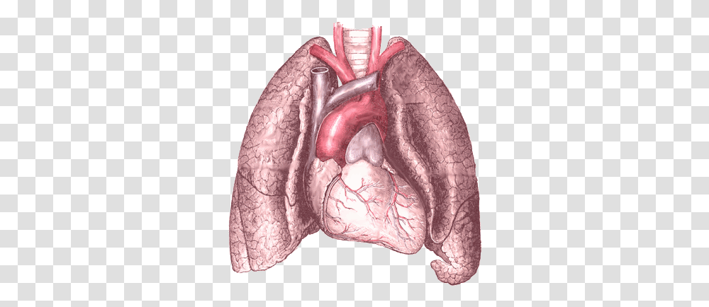 Heart And Lung Heart And Lungs, Figurine, Painting, Pottery, Cushion Transparent Png