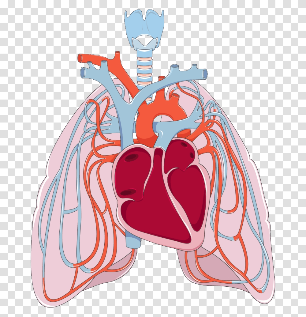 Heart And Lungs Clipart Heart And Lungs, Shoulder, Label, Stomach Transparent Png