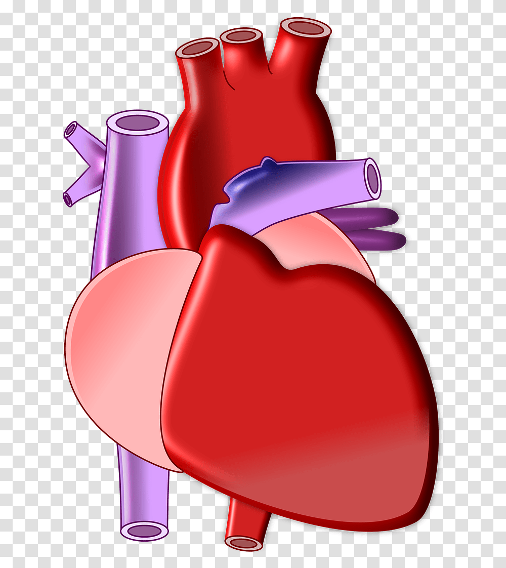Heart Biology Organ Heart Biology, Lamp, Cushion, Cosmetics, Wax Seal Transparent Png