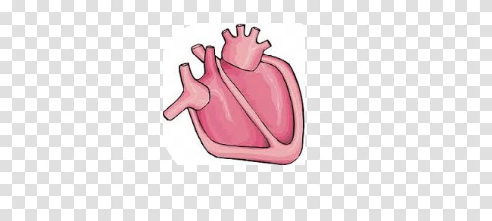 Heart Body Cliparts, Skin, Stomach, Injury, Pork Transparent Png