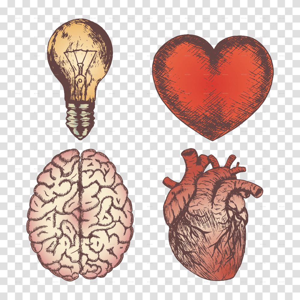 Heart Brain Bulb Sketch Set Human Heart And Brain, Light, Plant, Grain, Produce Transparent Png