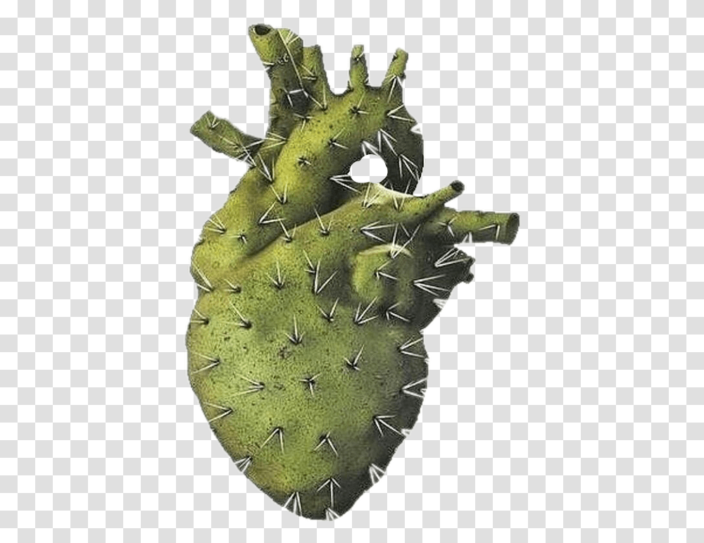 Heart Cactus Cartoons Cactus Heart, Plant Transparent Png