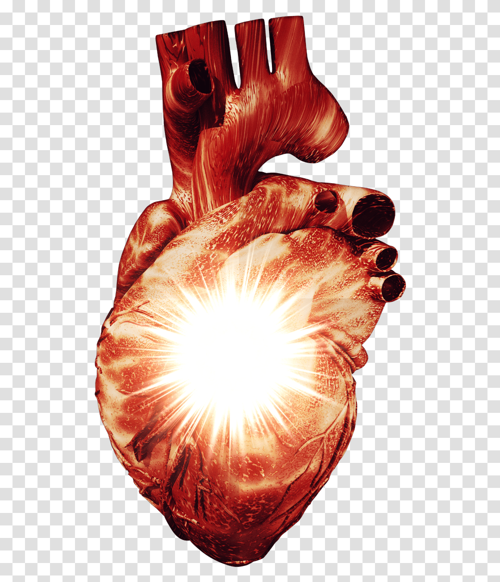Heart Cardiology, Flare, Light, Hand, Chicken Transparent Png