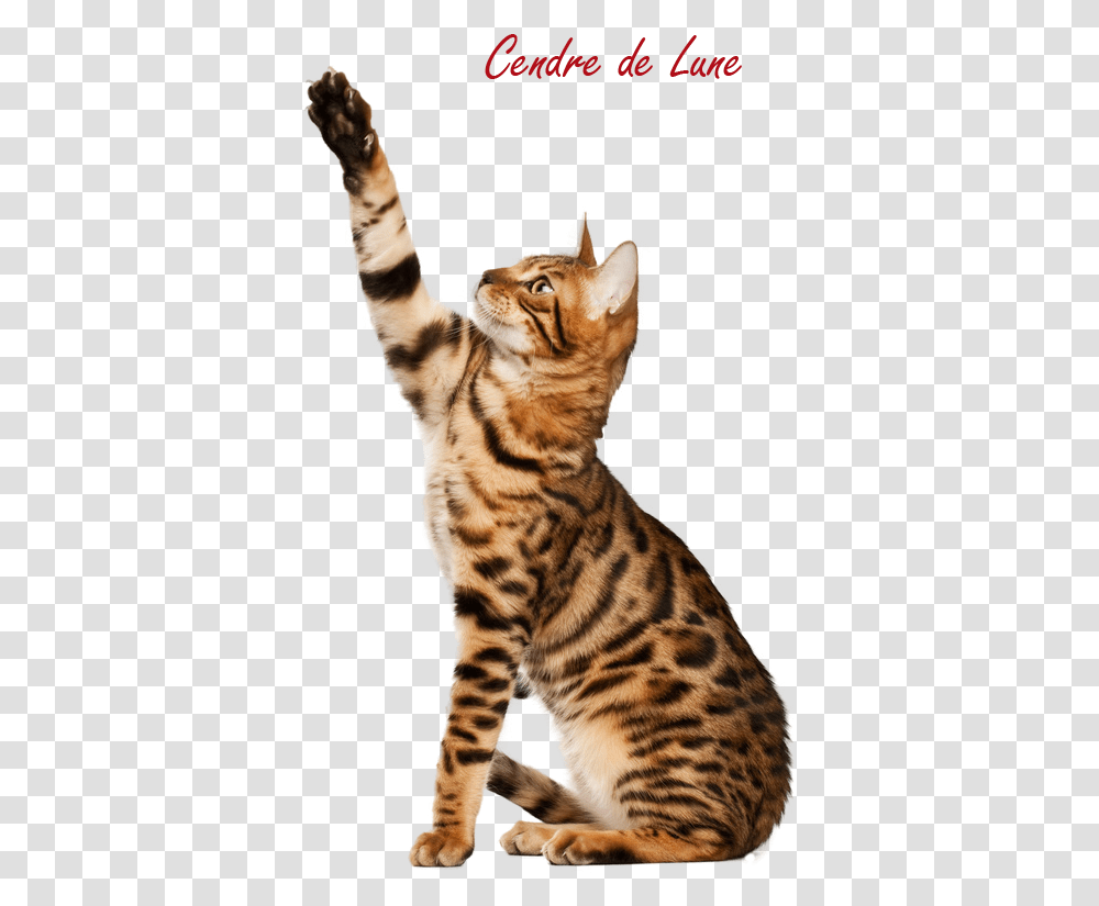 Heart Clipart Free, Tiger, Wildlife, Mammal, Animal Transparent Png